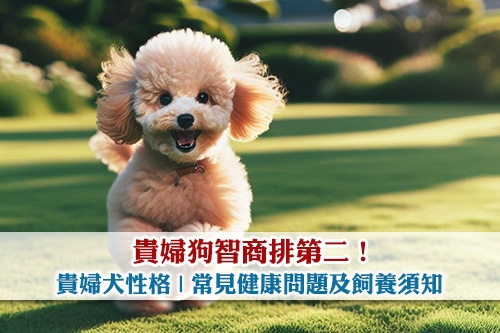 貴婦狗智商排第二-貴婦犬性格-5種常見健康問題及飼養須知